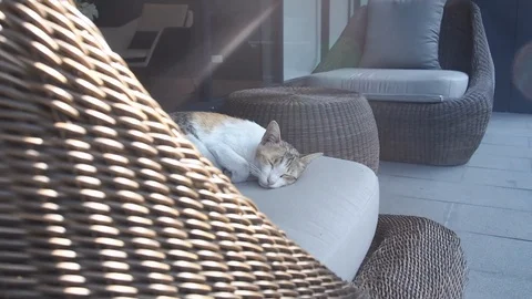 Panning Cute Cat Sleeping on Sofa 스톡 동영상 85680193