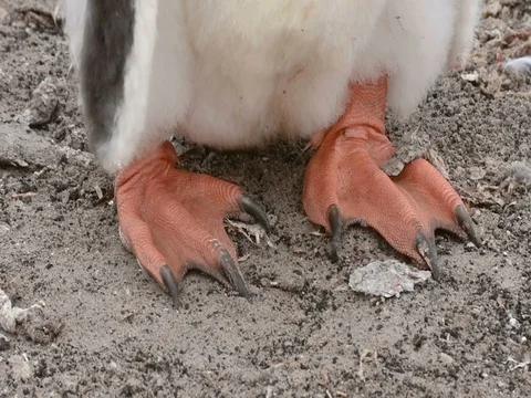 Panning of a cute chick of Gentoo penguin 스톡 동영상 80723585
