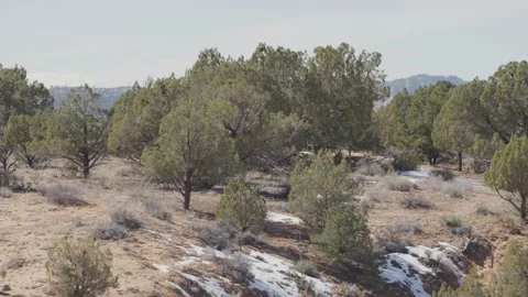 Panning on desert pine trees in St. George Utah landscape in winter Vidéo 227448363