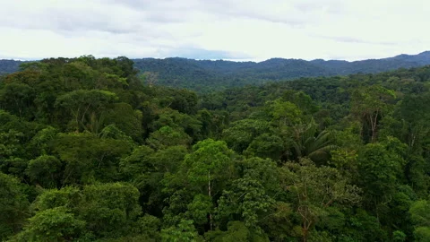 Panning detailed view over tree forest canopy from above Stock Footage 196359492