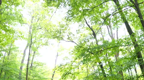 Panning down to beautiful stream and waterfall in Cuyahoga Valley Video stock 54549347