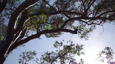 Panning down a beautiful tree Stock-Footage 74483079