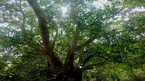 Panning down big tree in tropical rainforest with full of foliage Video stock 239124324