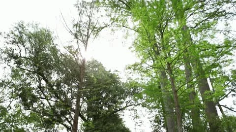 Panning Down from Canopy Stock Footage 11880581