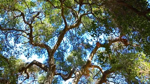 Panning down to dog Stock Footage 85486771