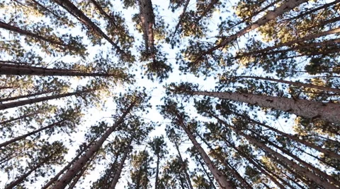 Panning down into forest of tall pines from canopy view Stock Footage 48908437