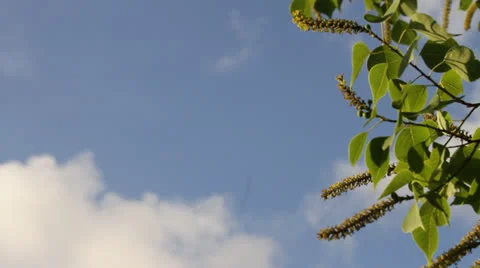 Panning Down Leaves In Front Of Sky Stock Footage 26833043
