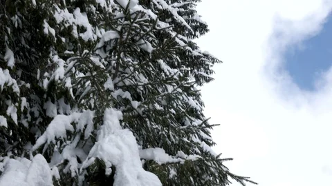Panning down from a pine tree to the river in winter mountains Stock Footage 87836250