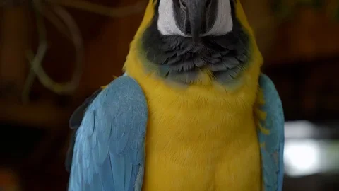 Panning up &amp; down shot of gorgeous blue &amp; gold tropical parrot on perch. Stock Footage 101971184