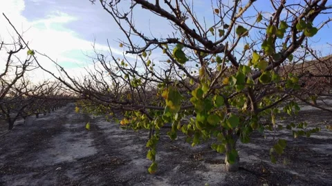 Panning down shot of trees in winter Stock Footage 151830604
