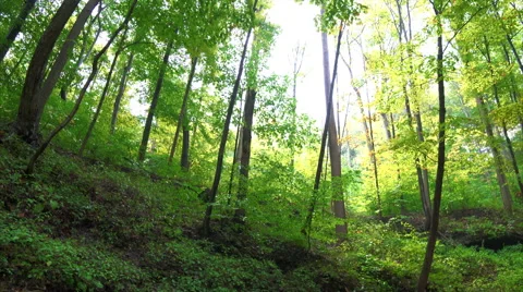 Panning down to stream from trees Stock Footage 54563840