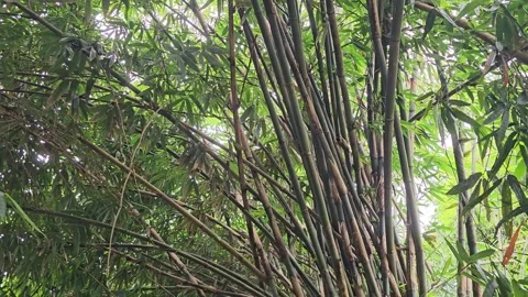 Panning Down Through Lush Black Bamboo Grove Revealing a Rustic Tiled Roof Vídeos de archivo 332479969