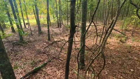 Panning down a tree in the forest Stock Footage 142019528
