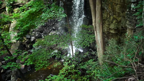 Panning Down a Waterfall Deep in a Green Forest Video stock 246378904