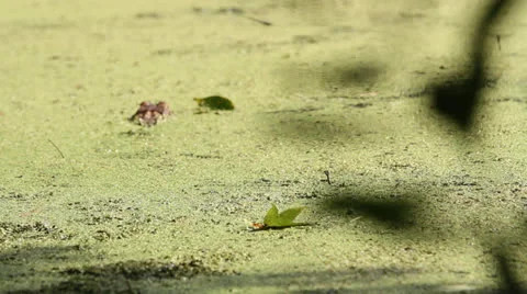 Panning Dragonfly From Leaves Stockbeeldmateriaal 26594746