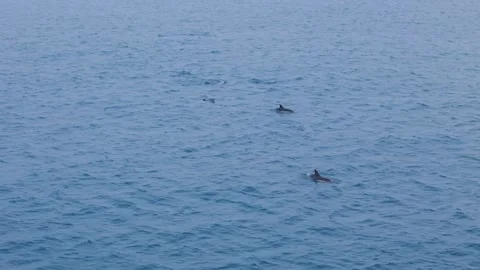 Panning Drone Over Pod Of Common Dolphins Swimming Cornish Coastline Stock Footage 301093951
