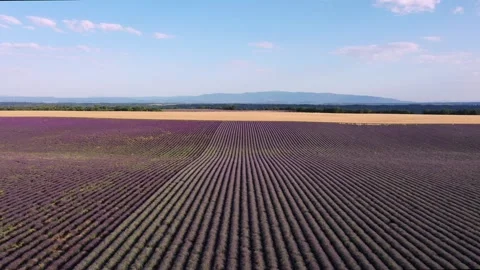 Panning drone shot of lavender fields in Valensole Provence Stock Footage 255658341