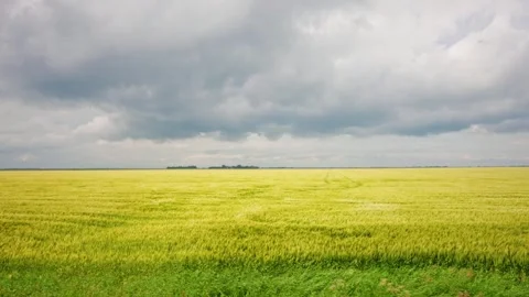 Panning Drone Shot of Wind Swept Wheat Fields Under Summer Sky Stock Footage 341475273