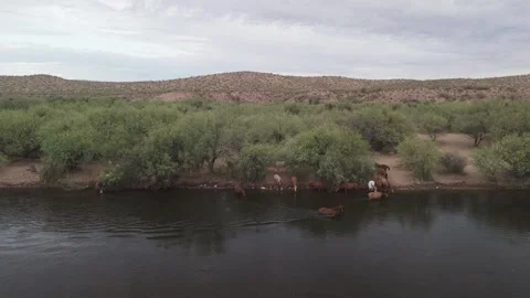 Panning Drone View Of Salt River Wild Horses On Bank Of River Stock Footage 339597684
