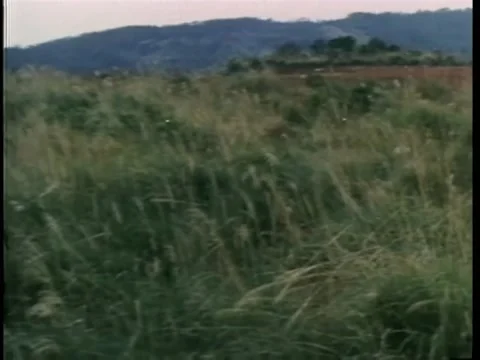 Panning empty field Video stock 260248508