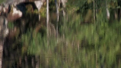Panning evening forest in summer 2 Stock Footage 346125622