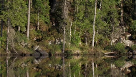 Panning evening forest in summer Stock Footage 346125620