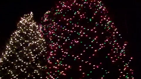 Panning evergreen lights Video stock 1034173