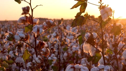 Panning extreme close of fields of cotton growing in a Mississippi Delta farm Stock Footage 118144072