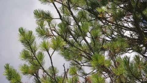 Panning extreme close-up shot of pine needles. Dolomites, Italy. HD Stock Footage 154553186