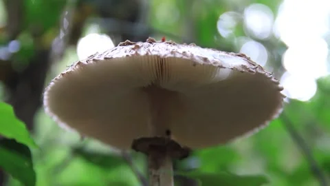 Panning up a False parasol (Chlorophyllum molybdites), view from below Stock Footage 234744701