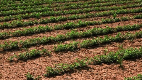 Panning of farmland crops Stock Footage 74093630