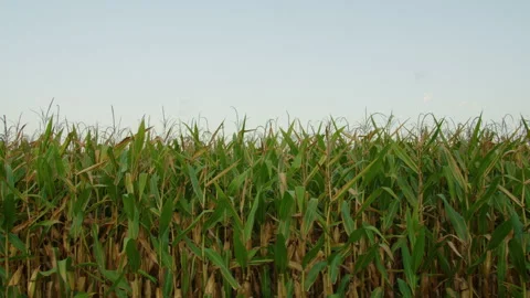 Panning by Field of Corn Stockbeeldmateriaal 248157610