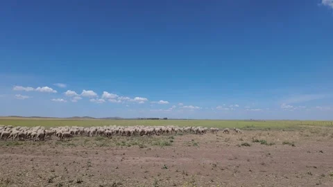 Panning of flock of sheep in a field under blue sky. 4K footage Stock Footage 308418537