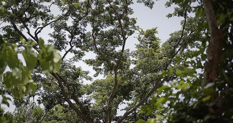 Panning focus rack of flower and large tree in cinnamon bay ruins Video stock 93370155