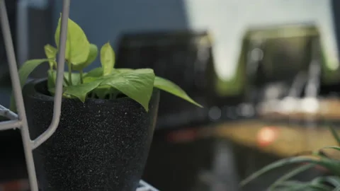 Panning focus rack shot from green leaf and koi fish pond Stock Footage 150268193