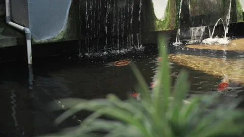 Panning focus rack shot from koi fish  pond to green leaf Stock Footage 150267336