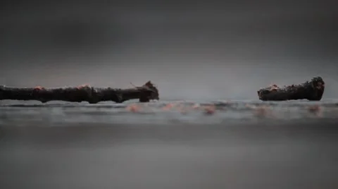 Panning focus of twig on ground Stock Footage 44666159