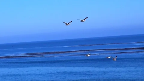 Panning follow focus of seagull flock flying over Malibu ocean Stock Footage 89976128
