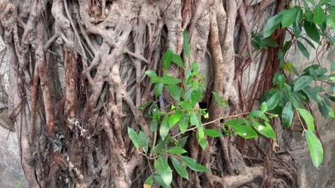 Panning up footage of massive tree trunk 動画素材 344111171