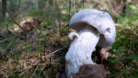 Panning on forest floor toward white mushroom Vídeos de archivo 159756221