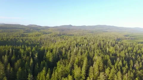 Panning of Forest Stock Footage 223743396