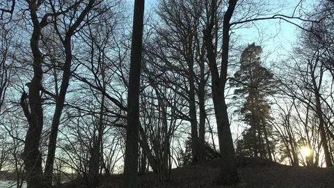Panning in a forest with sunset in Sweden 스톡 동영상 72985874