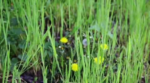 Panning up of fresh grass Stock Footage 38138910
