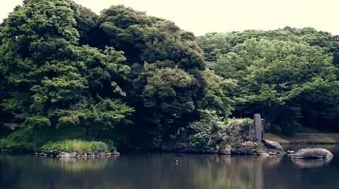 Panning of garden Stock Footage 54896567