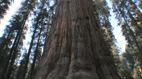 Panning up of giant sequoia tree in Yosemite National Park 스톡 동영상 37585902
