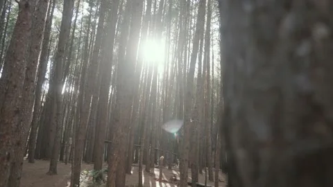 Panning in on gorgeous pine tree forest isle Stock Footage 142299584