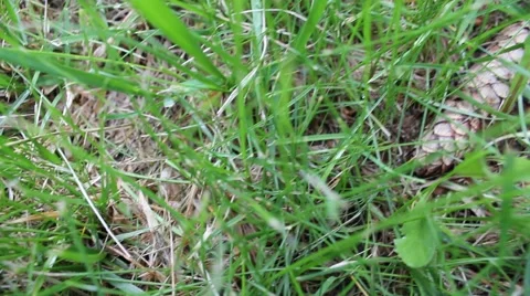 Panning Grass and pinecones Stock Footage 5464043