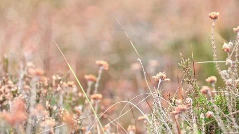 Panning grassland Stock Footage 239063917