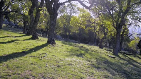Panning of a green forest trees backlight Stock Footage 115914521