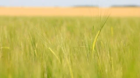 Panning of green rye in the breeze Stock Footage 7766833